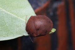 Hyperoncus lateritius