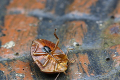 Hyperoncus lateritius