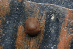 Hyperoncus lateritius