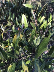 Persea humilis image