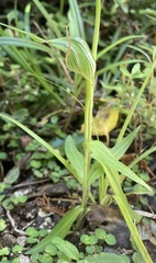 Pterostylis auriculata