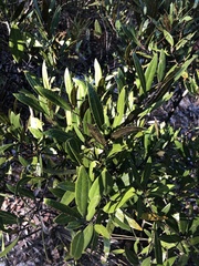 Persea humilis image