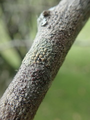 Lecanora intumescens