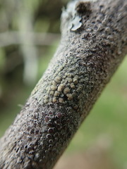 Lecanora intumescens