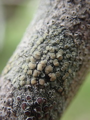 Lecanora intumescens