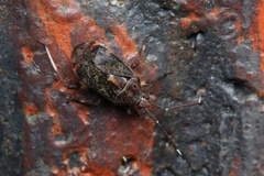 Eurystylus burmanicus