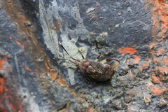 Eurystylus burmanicus