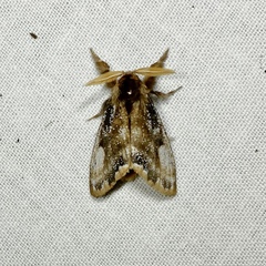 Urocoma marginalis