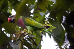 Psittacula alexandri fasciata