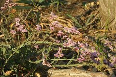 Limonium