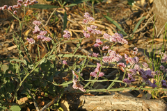 Limonium