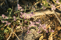 Limonium