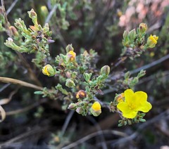 Hibbertia devitata