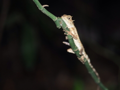 Acanthosaura meridiona