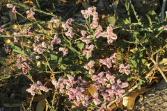 Limonium