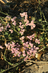 Limonium