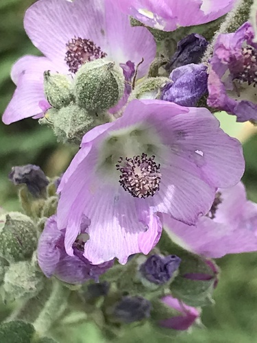 narrowleaf globemallow