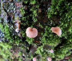 Mycena