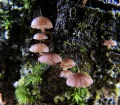 Mycena