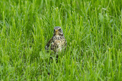 Turdus pilaris