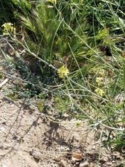 Callophrys dumetorum perplexa