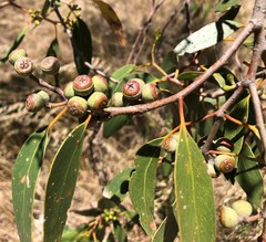 Eucalyptus arenacea