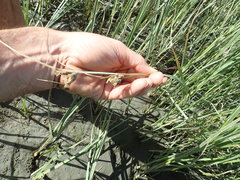 Bolboschoenus caldwellii