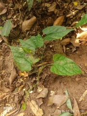 Aristolochia acuminata