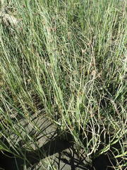 Bolboschoenus caldwellii