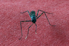 Hybobata fuelleborni
