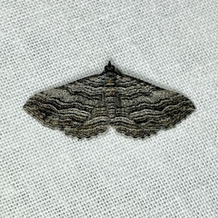 Chrysolarentia severata