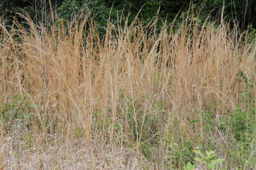 Anatherum virginicum