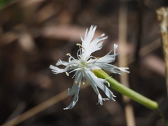 Silene fissipetala