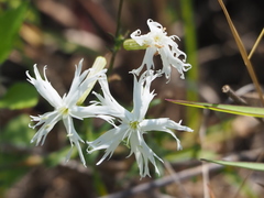 Silene fissipetala