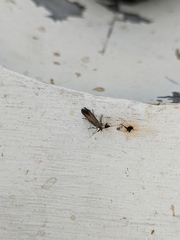 Coleophora deauratella