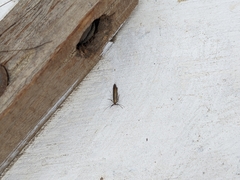 Coleophora deauratella