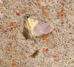 Agrotera longitabulata