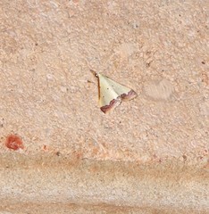 Autocharis hedyphaes