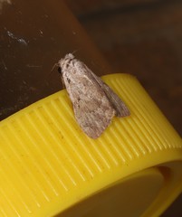 Barasa cymatistis