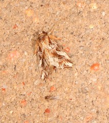 Callopistria coelisigna