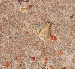 Clupeosoma pellucidalis