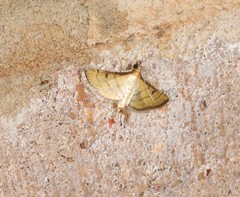 Cnaphalocrocis bilinealis