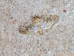 Cotachena fulvomarginalis