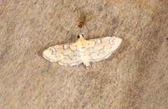 Cotachena hicana