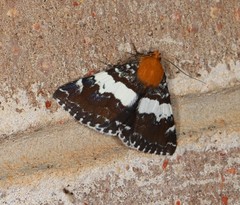 Buzara latizona