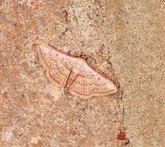 Enispa rhodopleura
