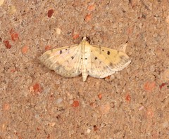 Herpetogramma cynaralis