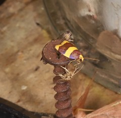 Heterallactis phlogozona