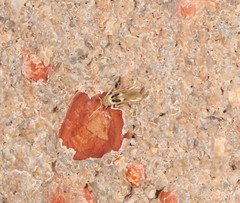 Hieromantis ephodophora