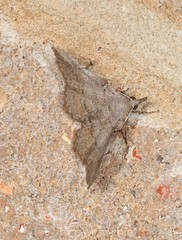 Heterormista modesta